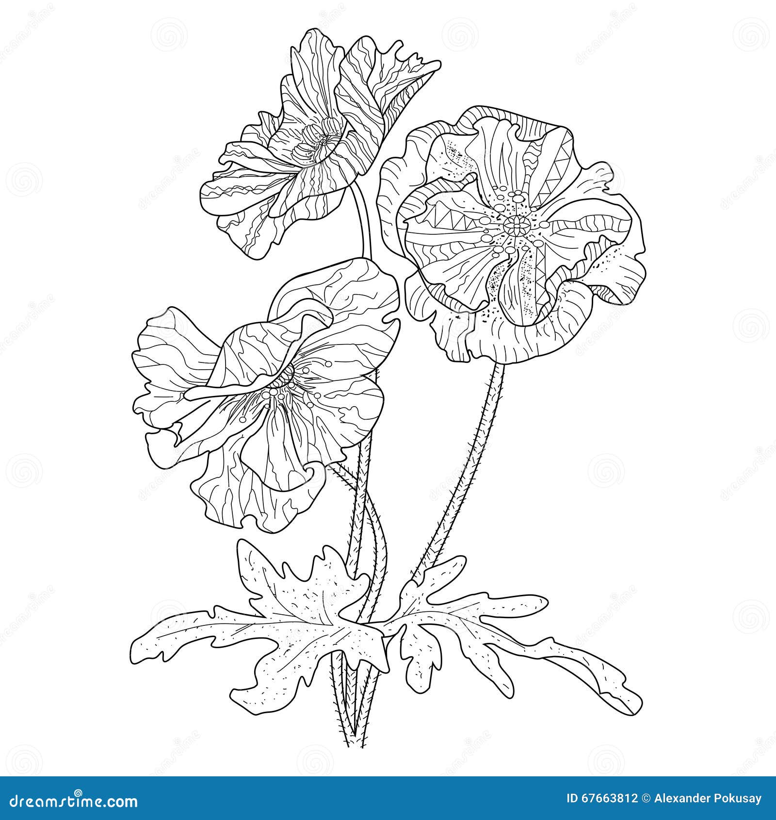 Poppy flower coloring book for adults vector stock vector