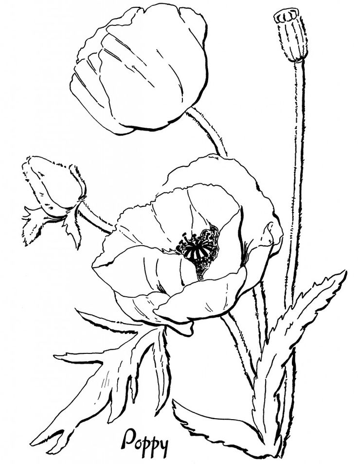 Flower coloring pages for adults