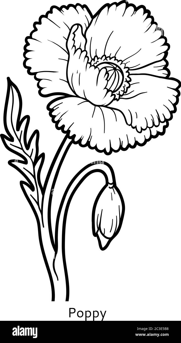 Coloring book for children flower poppy stock vector image art