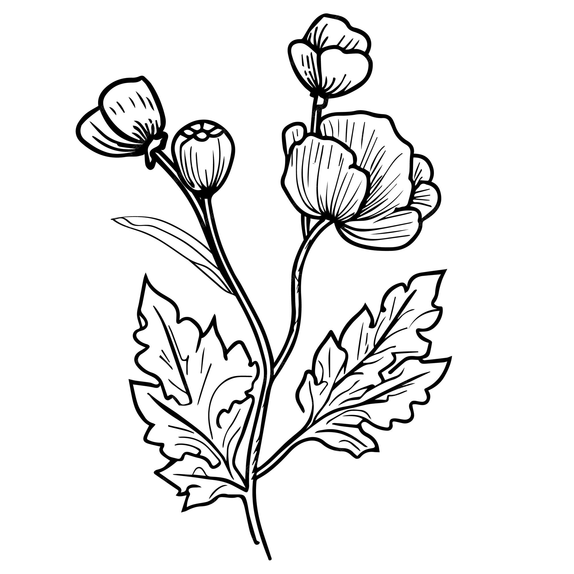 Premium vector opium poppy wall art single line art flowers coloring pages pretty flower illustration poppy art