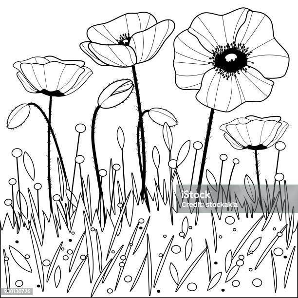 Poppy flowers black and white coloring book page stock illustration