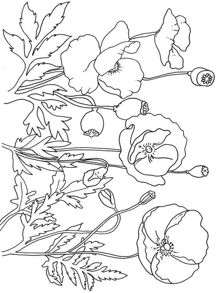 Poppies coloring pages