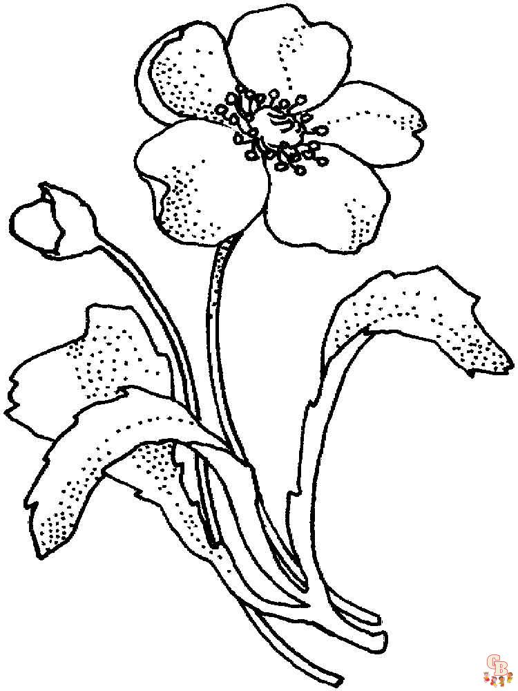 Poppies coloring pages printable free and easy options for kids