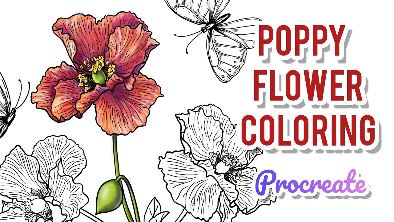 Poppy flower coloring