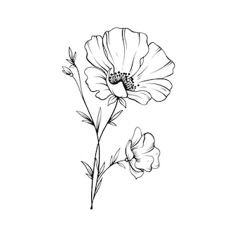 Poppy flower coloring page vectors illustrations for free download