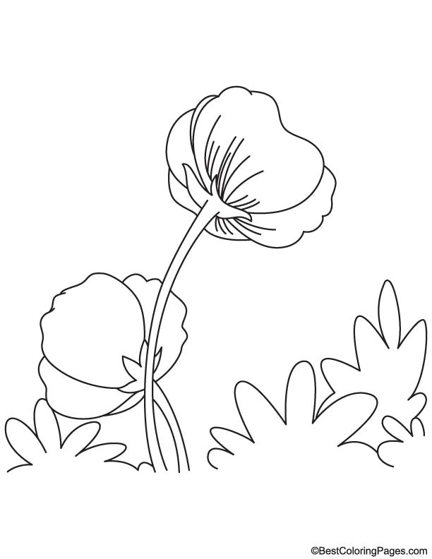Opium poppy coloring page download free opium poppy coloring page for kids best coloring pages