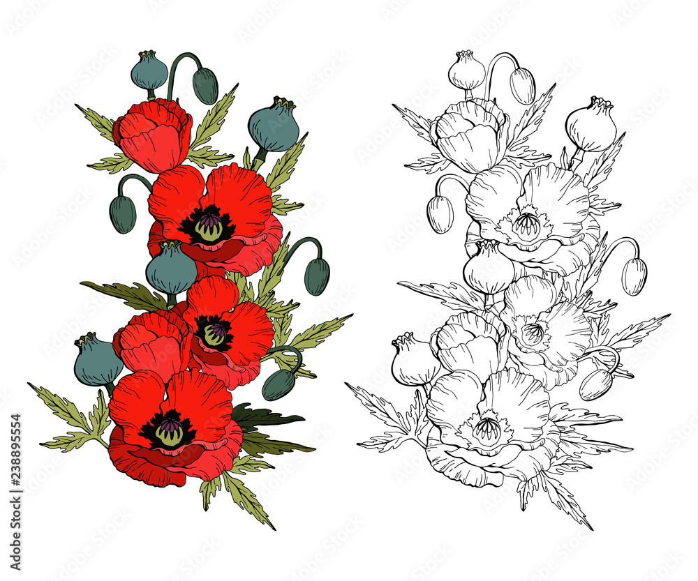Set of poppy flowers red poppies isolated on white background and black and white copy for coloring book vector vector