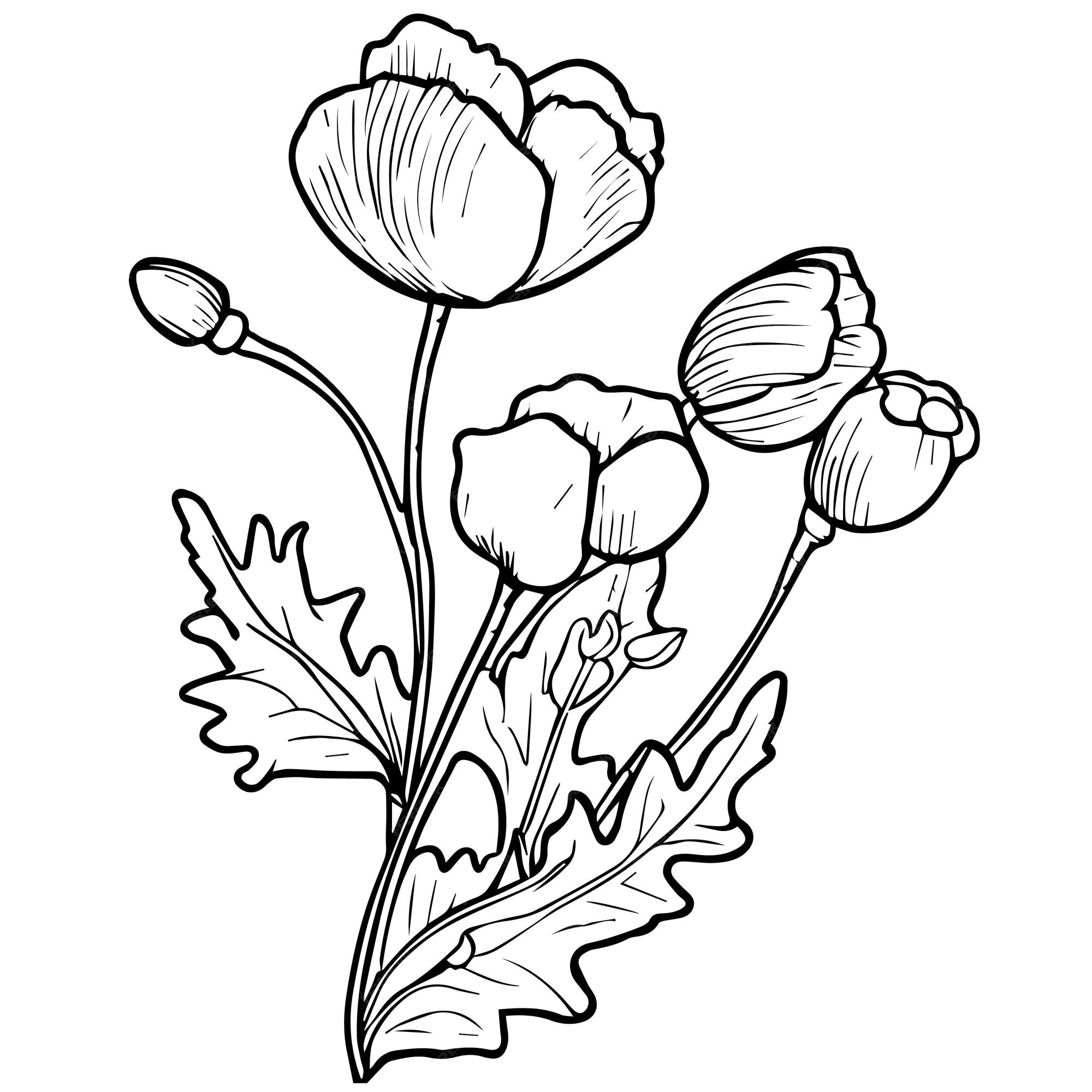 Premium vector poppy flower vector pretty flower coloring pages poppy flowers coloring sheet august birth poppy
