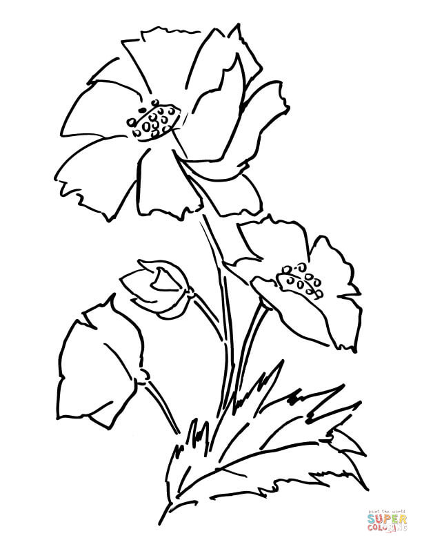 Poppy flower coloring page free printable coloring pages