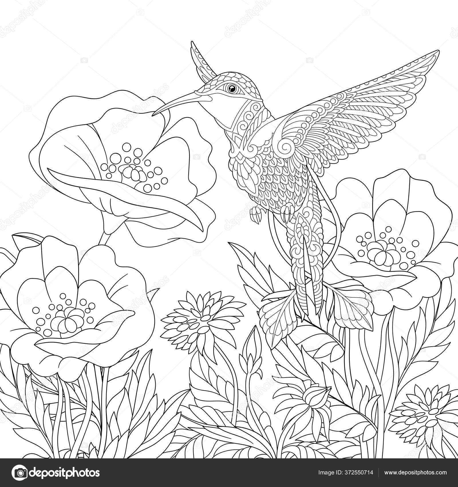 Coloring page coloring picture beautiful hummingbird poppy flowers line art stock vector by sybirko