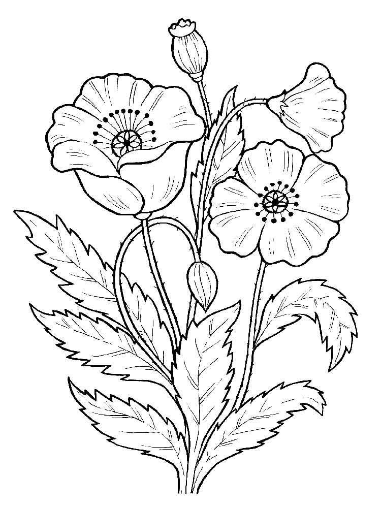 Poppy flower coloring pages download and print poppy flower coloring pages poppy coloring page flower coloring pages pattern coloring pages