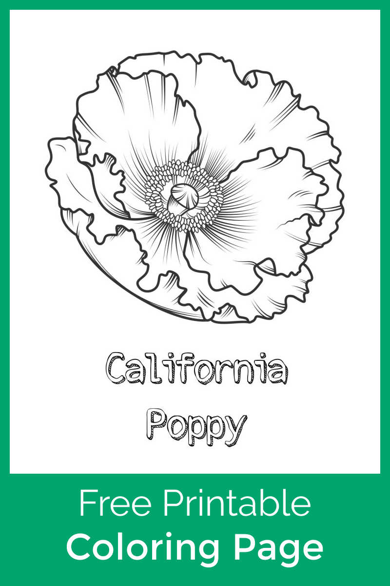 Free printable california poppy coloring page