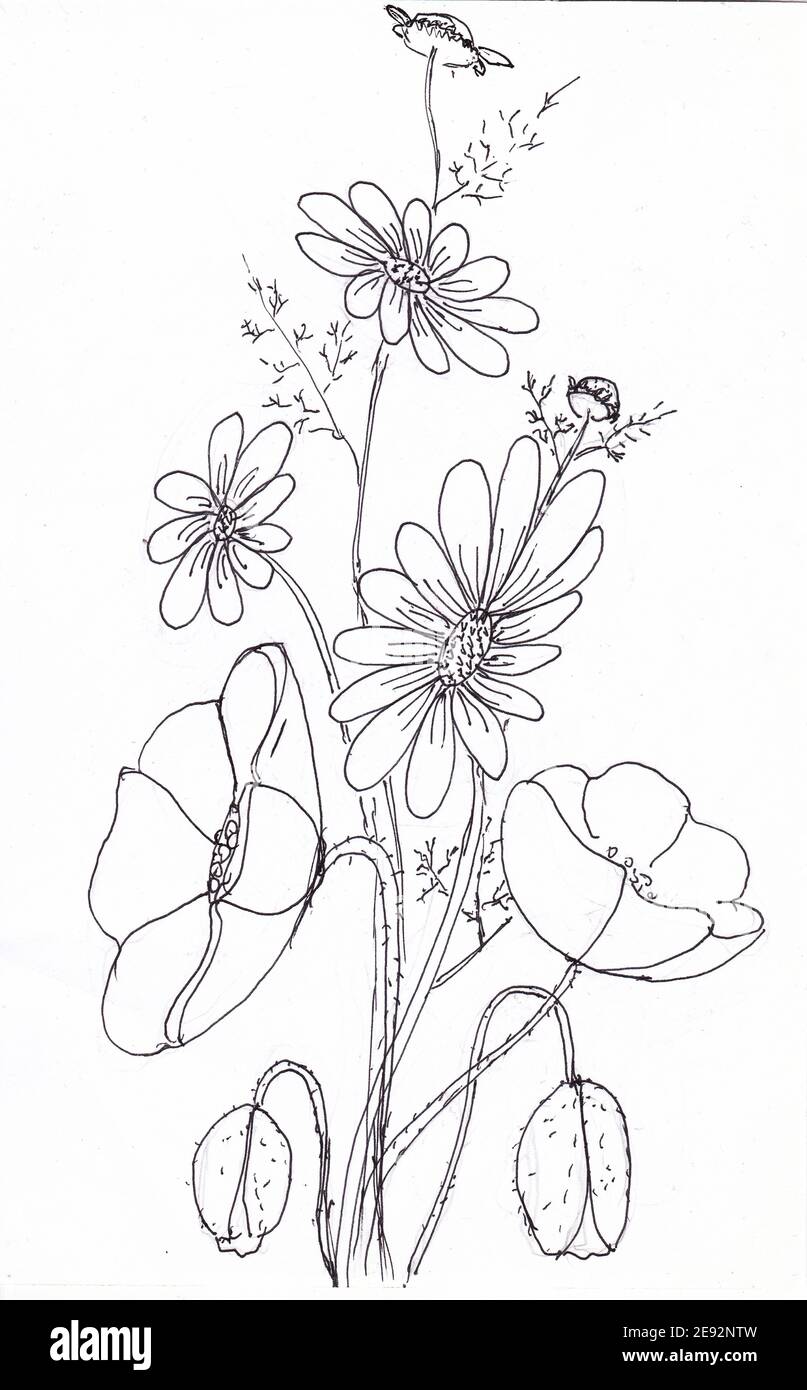 Bouquet of daisies and poppies flowers sketch poppy bud flower leaf chamomile plant summer flowers coloring book the drawing is drawn by hand o stock photo