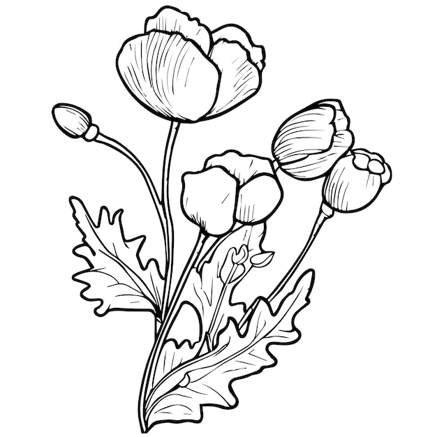 Premium vector poppy flower vector pretty flower coloring pages poppy flowers coloring sheet august birth poppy