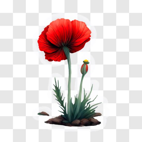 Download beautiful red poppy flower close