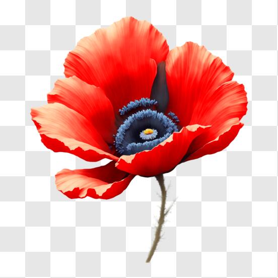 Download vibrant red poppy flower with dark center png online