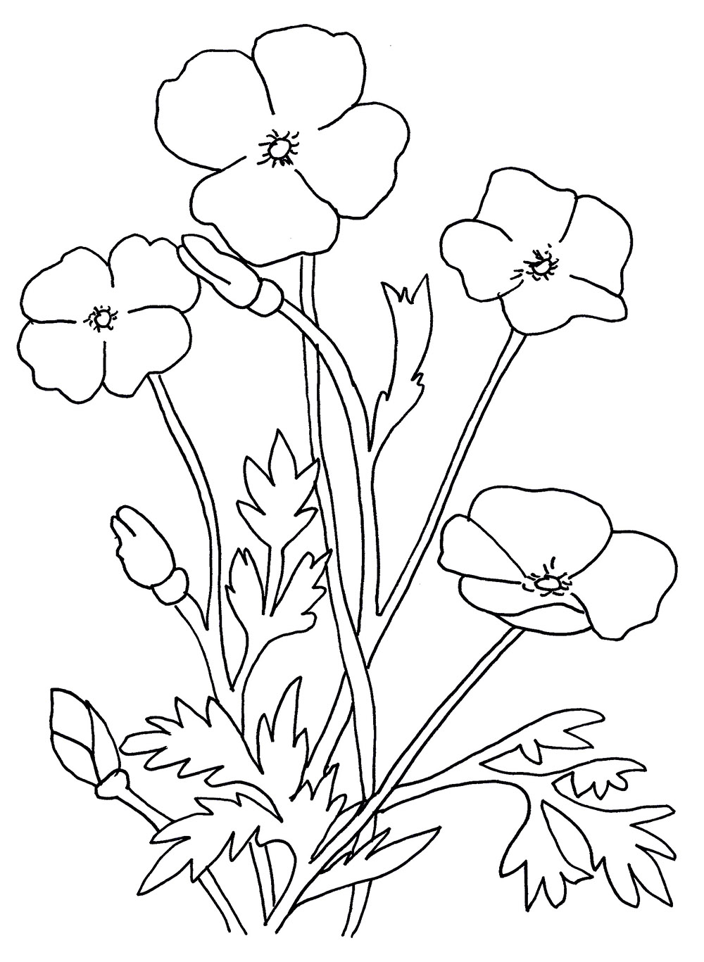 Poppies coloring pages