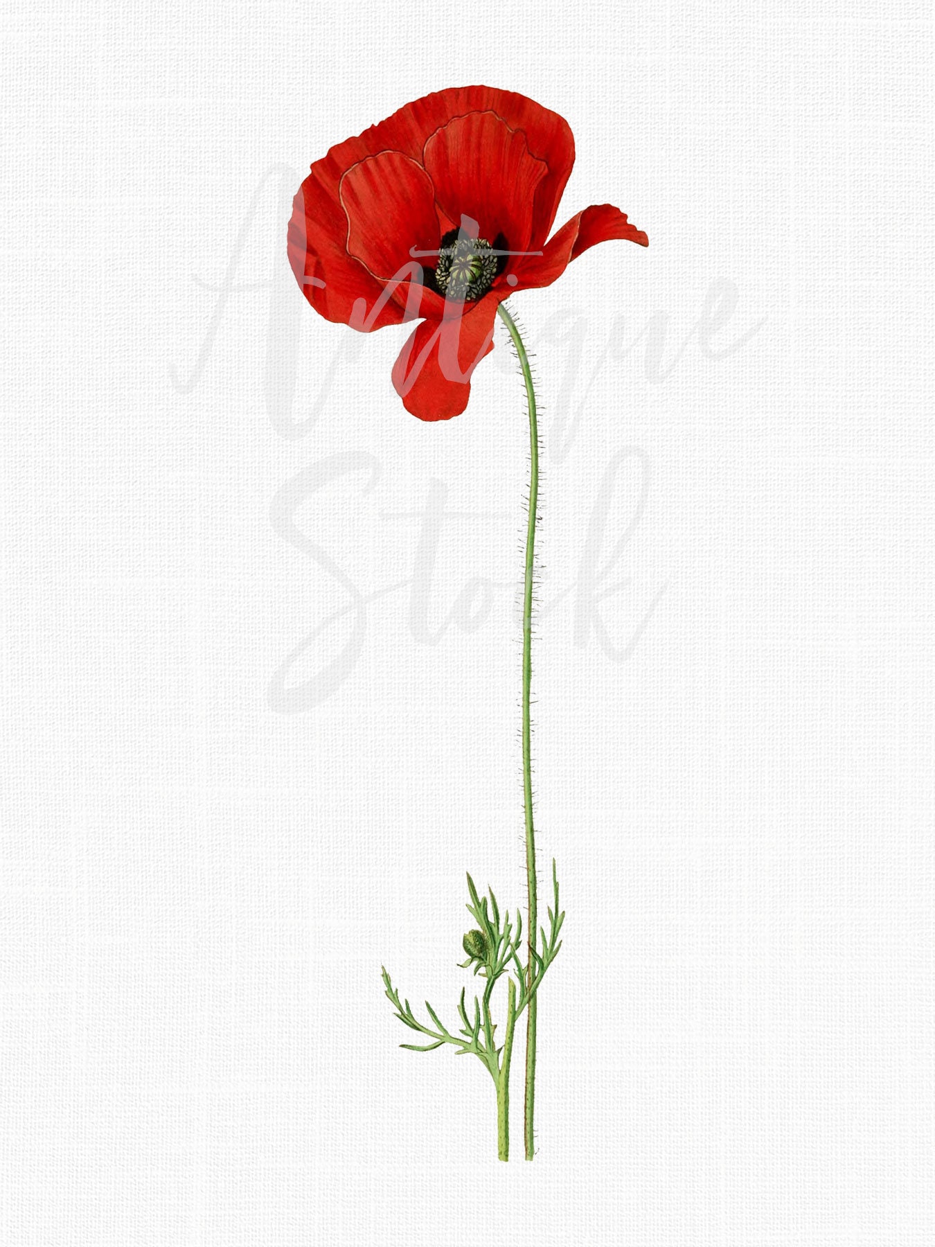 Red flower clipart poppy flower vintage botanical illustration digital download for decals collages wall art prints scrapbook