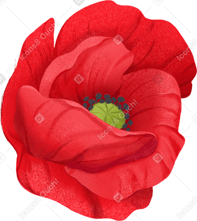 Opened red poppy flower png svg