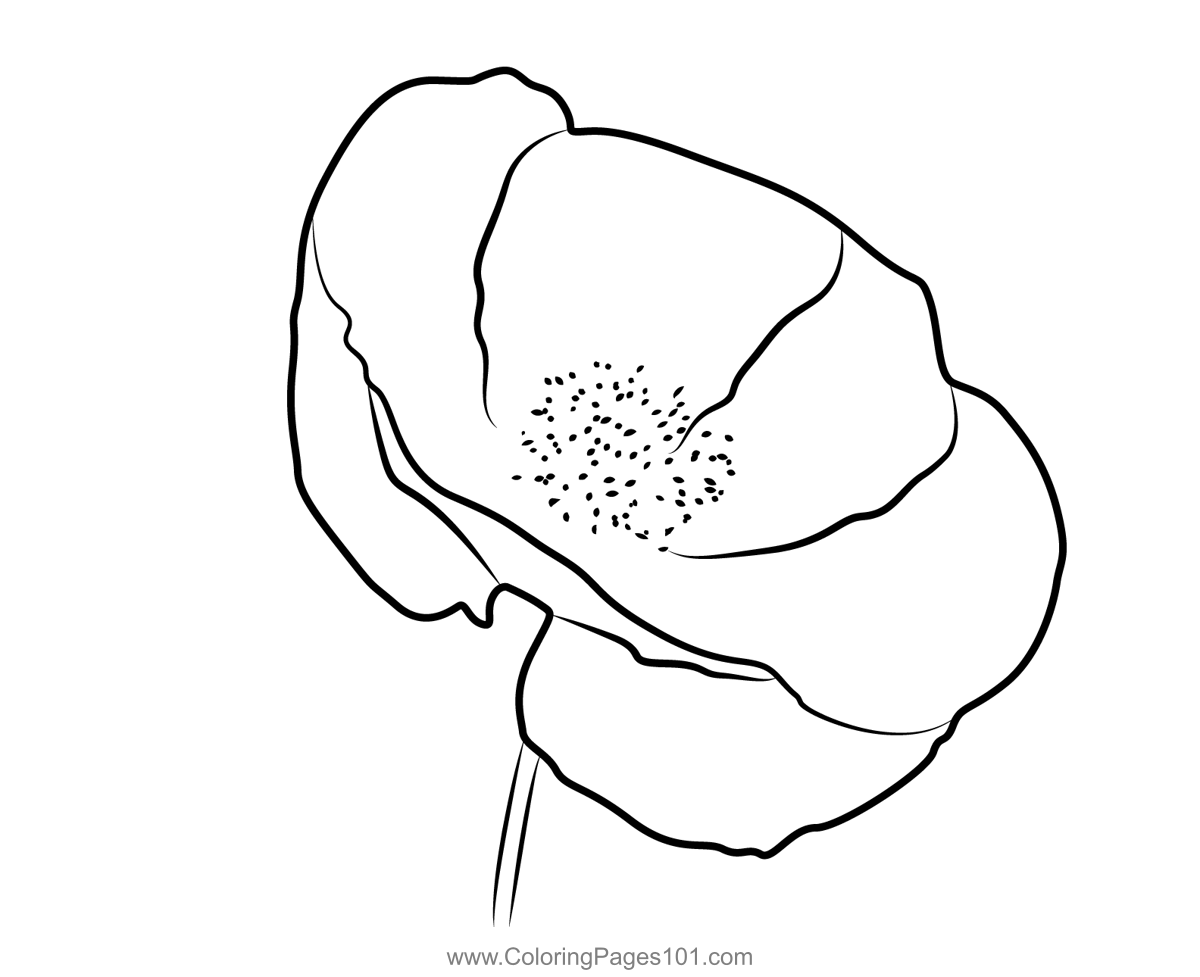 Poppy flower coloring page for kids