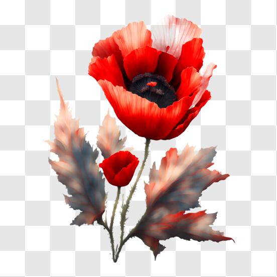 Download vibrant red poppy flower png online