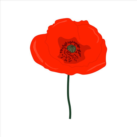 Single poppy stock vector illustration and royalty free single poppy clipart