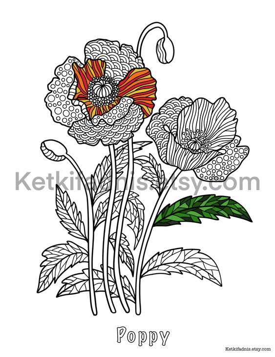 Poppy flower coloring page flower coloring page pdf