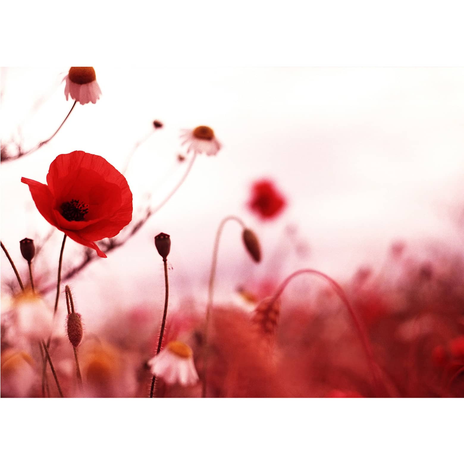 Poppy impressions