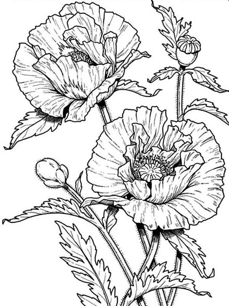 Poppies coloring pages