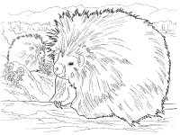 Porcupines coloring pages