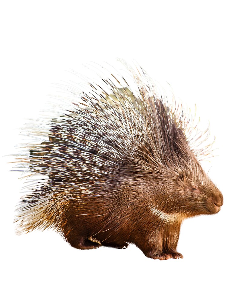 Prickly porcupine kids t