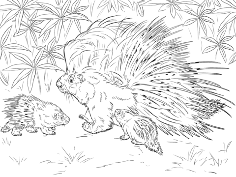 African crested porcupine coloring page free printable coloring pages