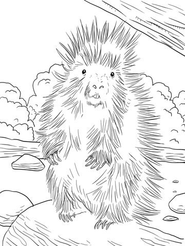 North american porcupine coloring page free printable coloring pages north american animals coloring pages owl coloring pages