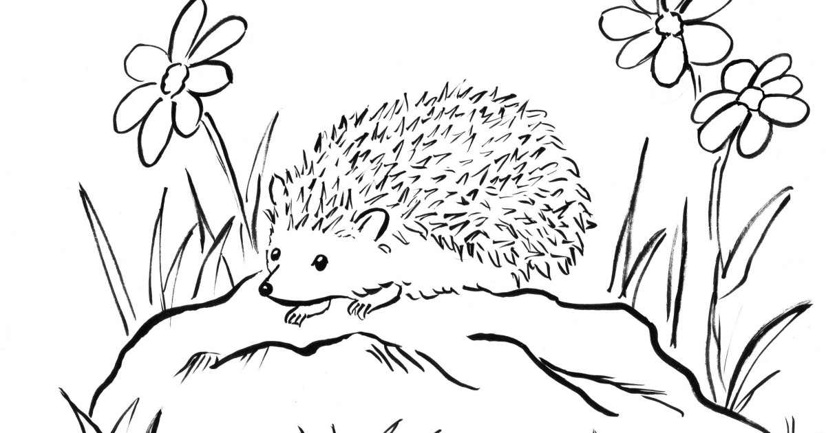 Hedgehog coloring page