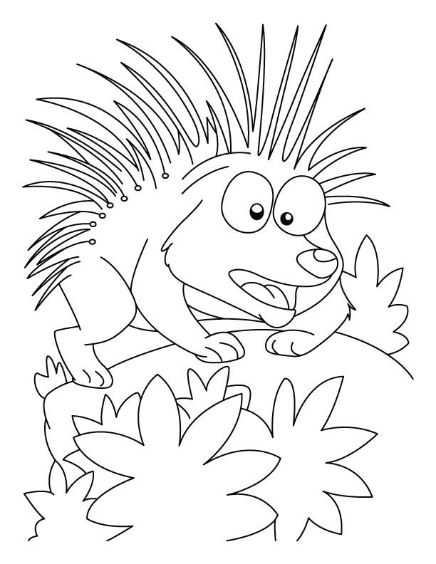 Porcupine coloring pages