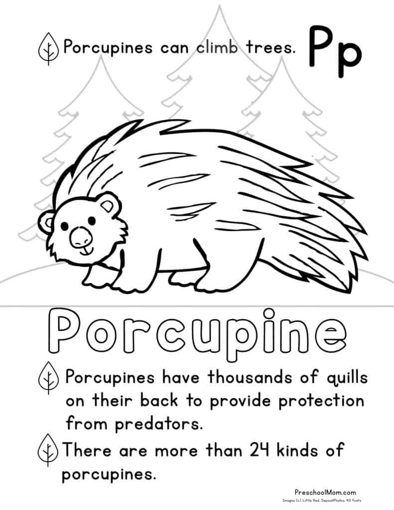 Forest animal coloring pages