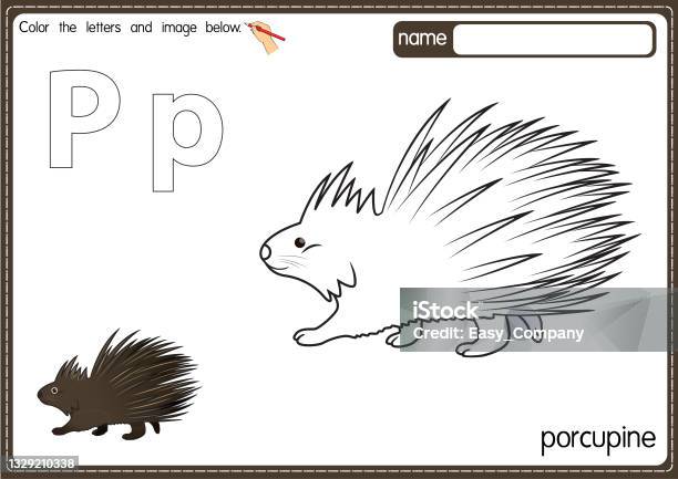 Vector illustration of kids alphabet coloring book page with outlined clip art to color letter p for porcupine stock illustration