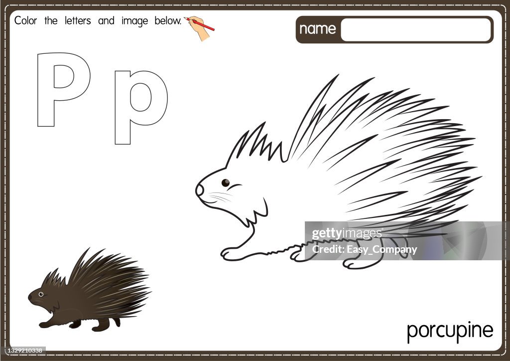 Vector illustration of kids alphabet coloring book page with outlined clip art to color letter p for porcupine high