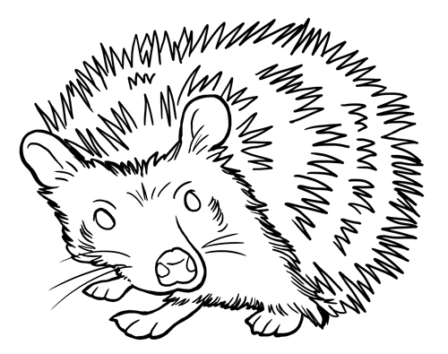 Animal facts coloring sheets long island childrens museum