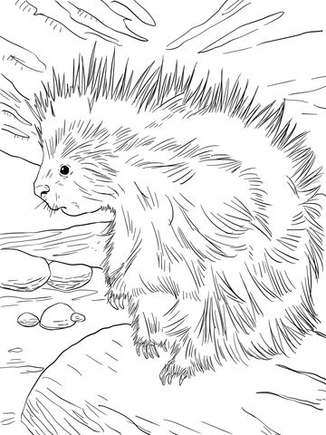 Cute north american porcupine coloring page animal coloring pages coloring pages cartoon drawings of animals