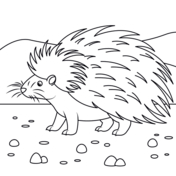 Porcupines coloring pages free coloring pages