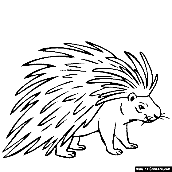 Porcupine coloring page easy animal drawings coloring pages for kids coloring pages