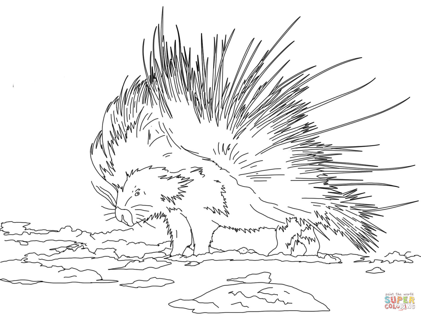 Cape porcupine coloring page free printable coloring pages