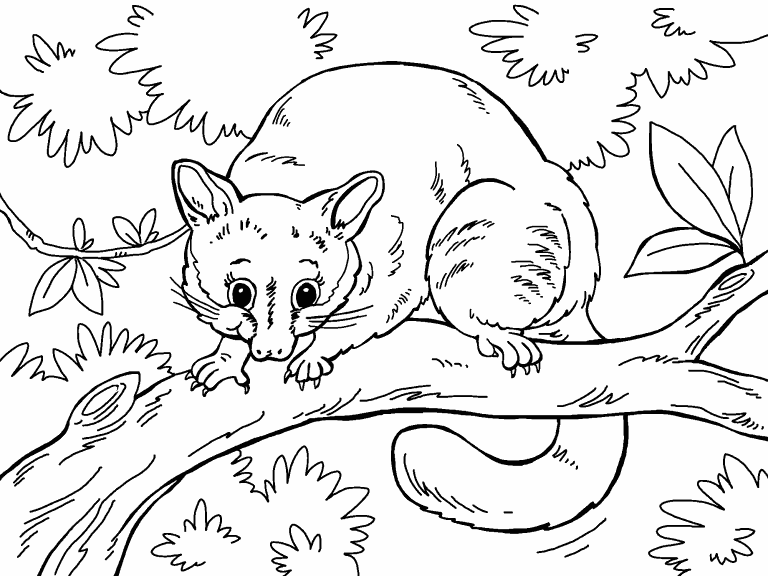 Free coloring page jan possum