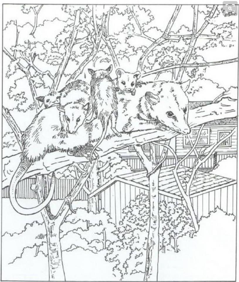 Possum coloring page animal coloring pages coloring pages nature coloring pages