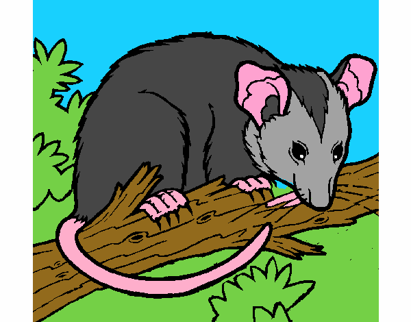 Colored page possum painted by user not registered