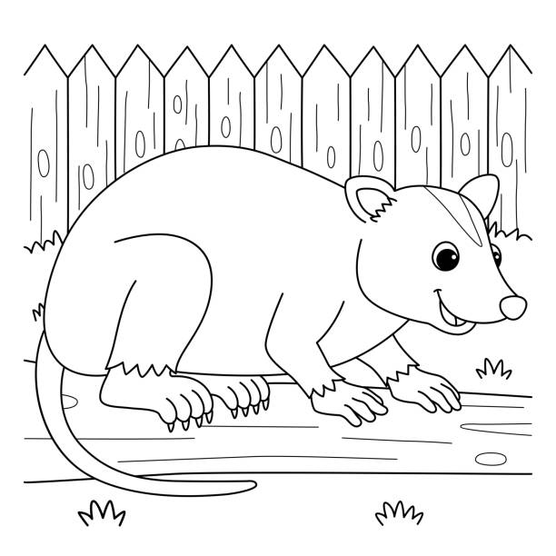 Opossum animal coloring page for kids stock illustration