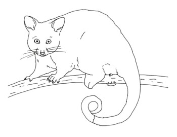 Ringtail possum coloring page by mama draw it tpt