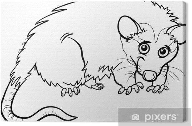 Canvas print opossum animal cartoon coloring book