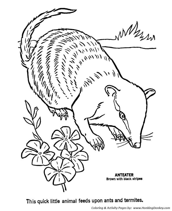 Aardvark coloring pages ant eater coloring page and kids activity sheet